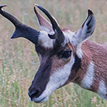 Gabelbock Gabelbock
