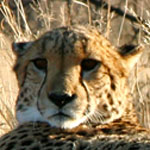 Gepard Gepard
