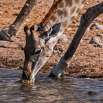 Giraffen Giraffen
