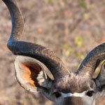 Großer Kudu