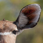Großer Kudu