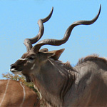 Großer Kudu Großer Kudu