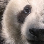 Großer Panda Großer Panda