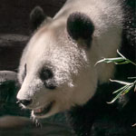 Großer Panda Großer Panda
