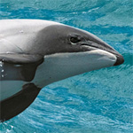 Hector-Delfin