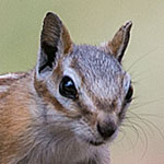 Hopi-Streifenhörnchen Hopi-Streifenhörnchen