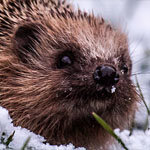 Igel Igel
