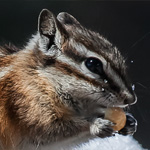 Kleiner Chipmunk