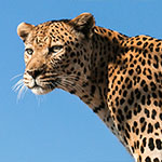 Leopard Leopard