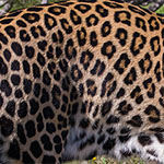Leopard Leopard