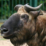 Mishmi-Takin