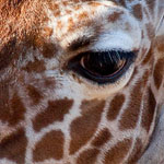 Giraffen Giraffen
