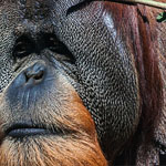 Orang-Utan Orang-Utan