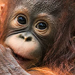 Orang-Utan