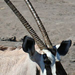 Oryx-Antilope