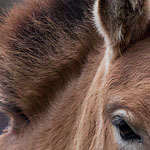 Przewalski-Pferd