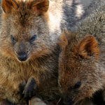 Quokka