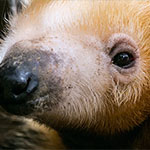 Südlicher Tamandua