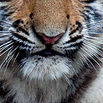 Sibirischer Tiger Sibirischer Tiger