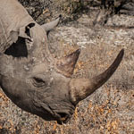 Spitzmaulnashorn Spitzmaulnashorn