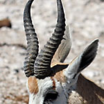Springbock Springbock