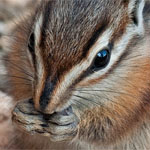 Uinta Streifenhörnchen Uinta Streifenhörnchen