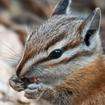 Uinta Streifenhörnchen Uinta Streifenhörnchen