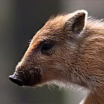 Wildschwein, Frischling