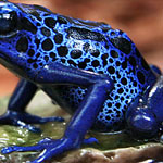 Blauer Färberfrosch