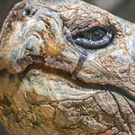 Galapagos-Riesenschildkröte Galapagos-Riesenschildkröte