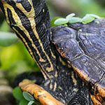 Gelbwangen-Schmuckschildkröte Gelbwangen-Schmuckschildkröte