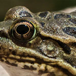 Leopardfrosch Leopardfrosch