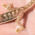 Wüstengecko Wüstengecko