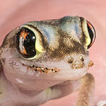 Wüstengecko Wüstengecko