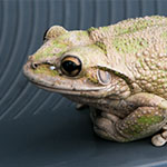 Frosch auf großer Fahrt Frosch auf großer Fahrt