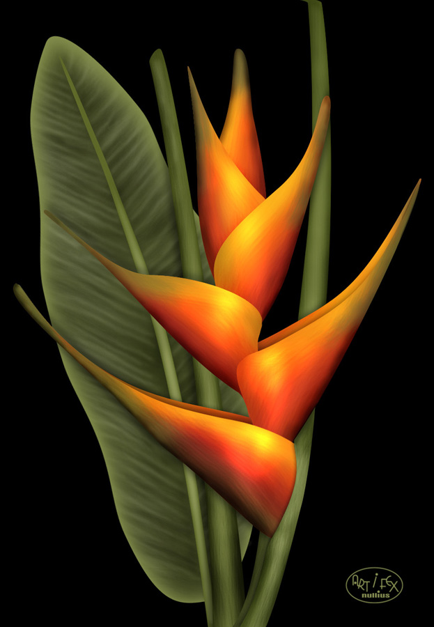 Heliconia