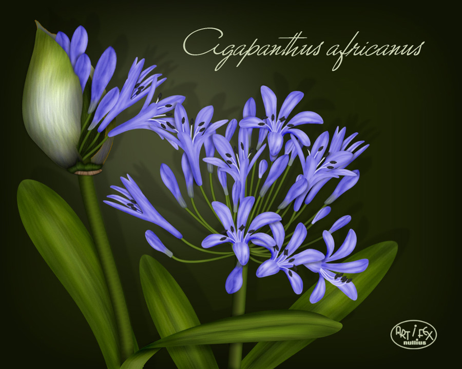 Agapanthus