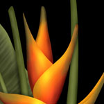 Heliconia