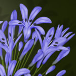 Agapanthus