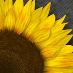 Sonnenblume