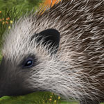 Igel