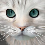 Katze Katze