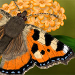 Schmetterling