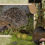 Igel Igel
